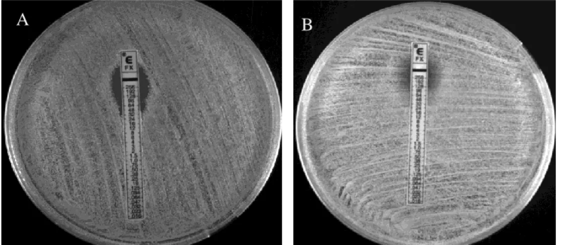 Figure 5.  Cefoxitin susceptibility determined by Etest for strains CPS68 and HDG2. 