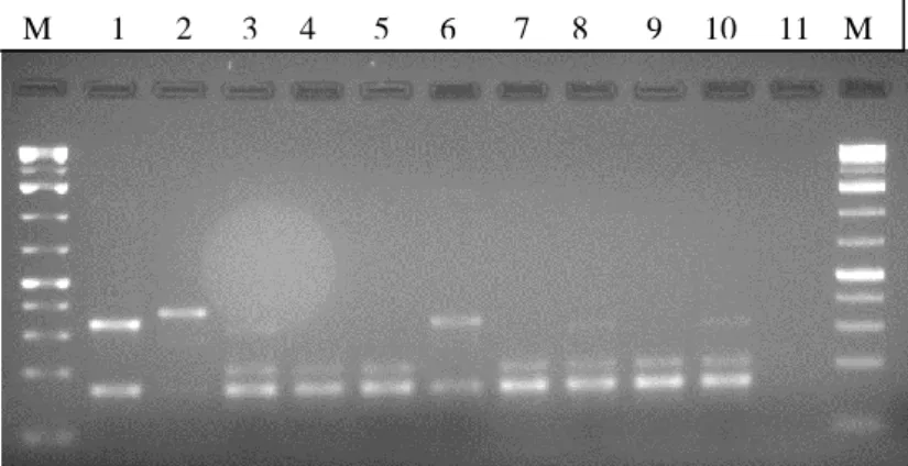 Figure 10.  PCR results for the detection of mecA (expected amplified fragment of 162  bp)