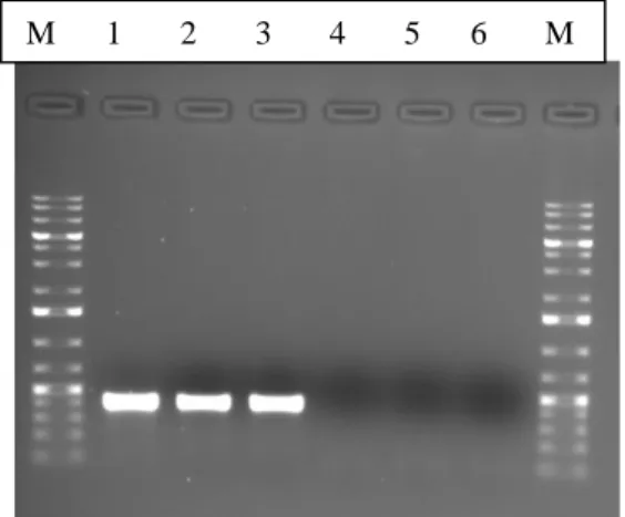 Figure  14.  PCR  results  for  the  detection  of  pT181  and  IS431  (expected  amplified  fragment of 303 bp)