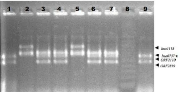 Figura 1 - Resultado da PCR para identificação dos sorotipos de Listeria monocytogenes isoladas  de  cortes  cárneos  e  swabs  de  abatedouro  frigorifico  no  Distrito  Federal