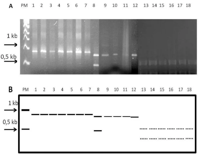 Figura  3:  (A)  Fragmentos  de  restrição,  obtido  com  a  enzima  HindIII,  de  rDNA  da  região  ITS  amplificada  por  PCR  de  Pratylenchus  spp.;  (B)  esquema  consolidado