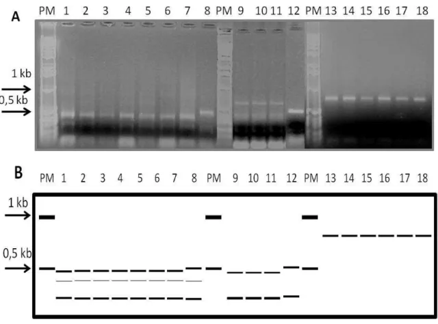 Figura  5:  (A)  Fragmentos  de  restrição,  obtido  com  a  enzima  DdeI,  da  região  ITS  de  rDNA  amplificada  por  PCR  de  Pratylenchus  spp.;  (B)  esquema  consolidado