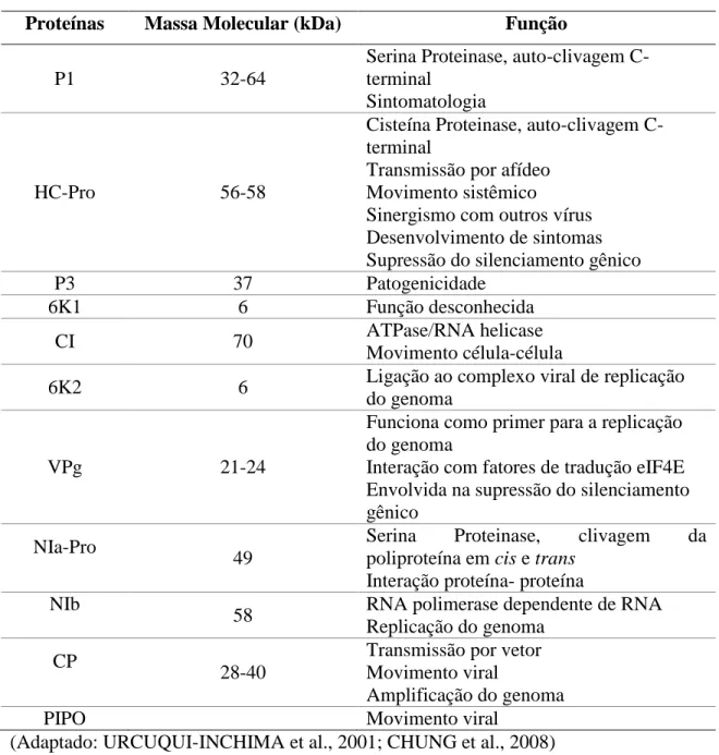 Tabela 1.2: Características e funções das proteínas codificadas por Potyvirus. 