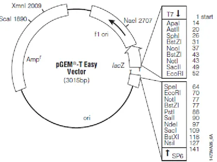 Figura  2.2:  Esquema  representativo  do  vetor  plamidial  pGEM-T  Easy  Vector  (Promega)