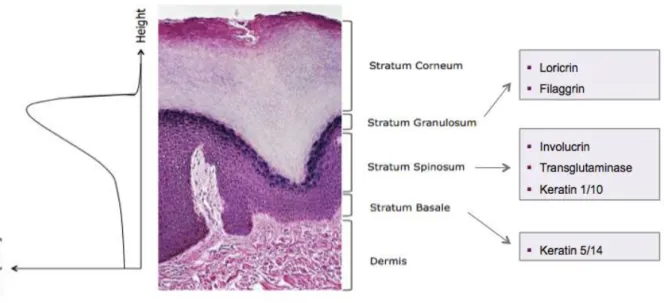 Figure  1  |  Intracellular  and  extracellular  calcium  concentration  profile  and  differentiation  markers  along  the  epidermal  strata  (X100  Hematoxylin  and  Eosin  staining)  (https://basicmedicalkey.com/skin-6/#ch18lev9)  [11,  12]