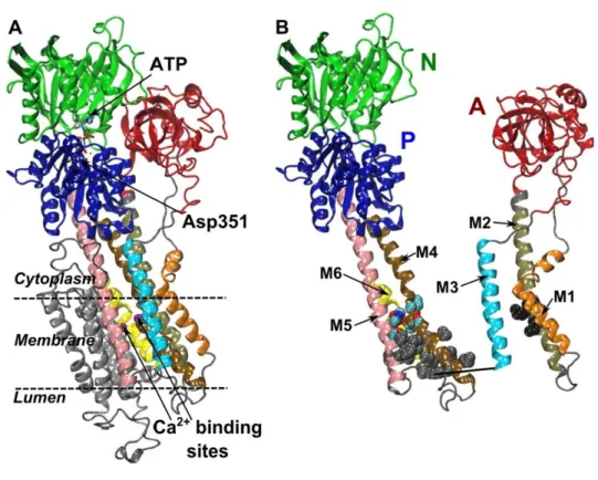 Figure  2  |  Overall  topology  of  the  P-type  ATPase  calcium  pump  SERCA. (A) The  cytoplasmic  headpiece  comprises the  nucleotide binding (N), phosphorylation (P) and actuator (A) domains