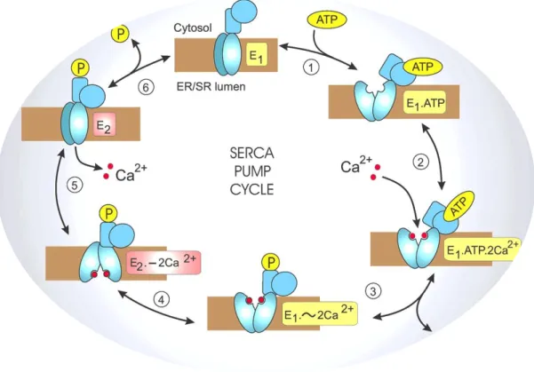 Figure 3 | Reaction cycle for the Sarco/Endoplasmic Reticulum Ca 2+ -ATPase (SERCA) pumps