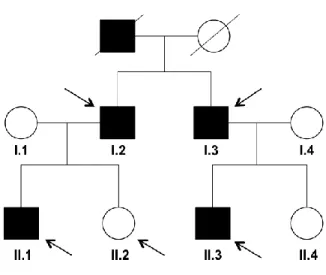 Figure 7 | Pedigree of the two-generation family. The affected individuals are denoted by solid black symbols  whereas unaffected individuals are denoted by open symbols