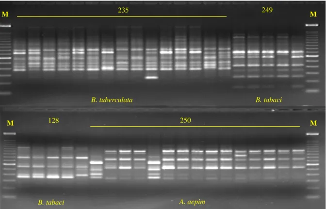 Figura 4 – Comparação de perfis de fragmentos de DNA de mosca branca obtidos a partir  de amplificações com os primers OPA-04 e OPA-11