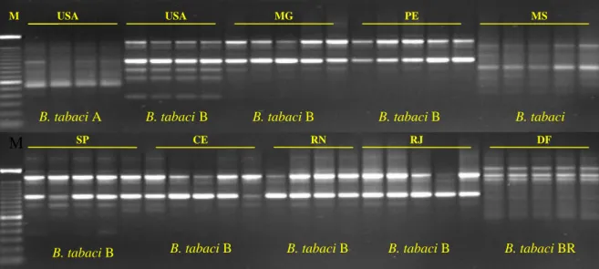 Figura 6 - Análise dos fragmentos de DNA obtidos com o primer OPA-13. A letra M  indica o marcador de massa molecular 100 pb ladder