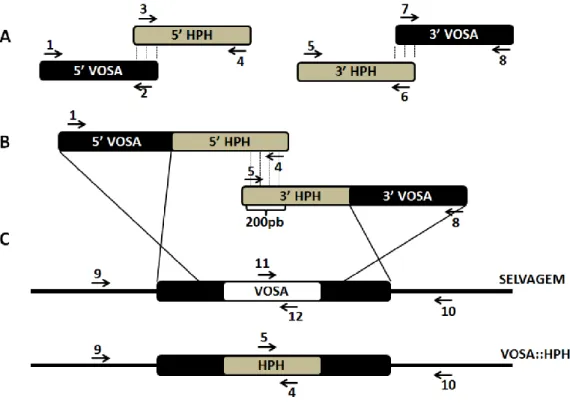 Figura  4.  Representação  da  técnica  de  PCR  Double  joint.  (A)  Os  oligonucleotídeos  1  e  2  amplificaram a região 5´ do gene VOSA enquanto o par  7 e 8 foi utilizado para amplificação da região  3´ de VOSA, ambas reações utilizando DNA genêmico d