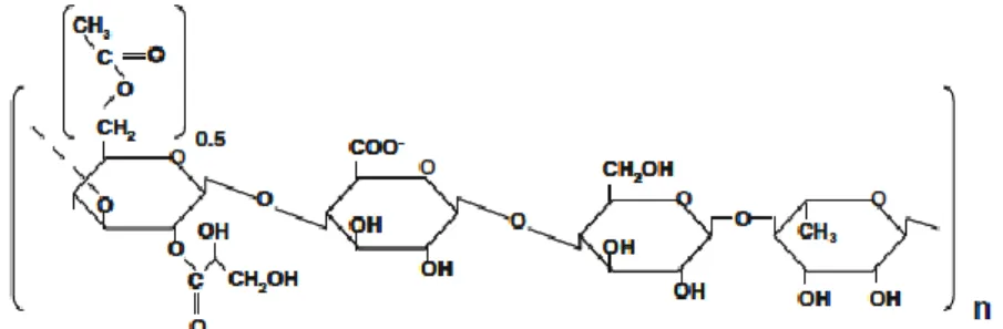 Figura  1 - Representação molecular do polímero polissacárido gelana (adaptado de [10])