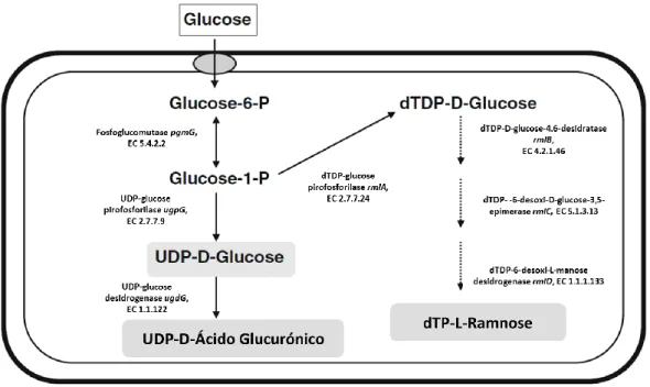 Figura  2 – Via sintética proposta para a  síntese dos açúcares  precursores envolvidos na biossíntese de gelana  com glucose como substracto (adaptado de [10])
