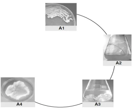 Figura  4 – Processo de fermentação típico com vista à produção de gelana onde: A1 representa o fenótipo da  estirpe  produtora  de  gelana  (S