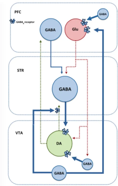 Figura 5: Vias hipotéticas pela qual a estimulação dos recetores GABA B  pode inibir a via de dopamina  mesolímbica  (linhas  verdes)  para  atenuar  os  processos  relacionados  com  o  abuso  do  álcool