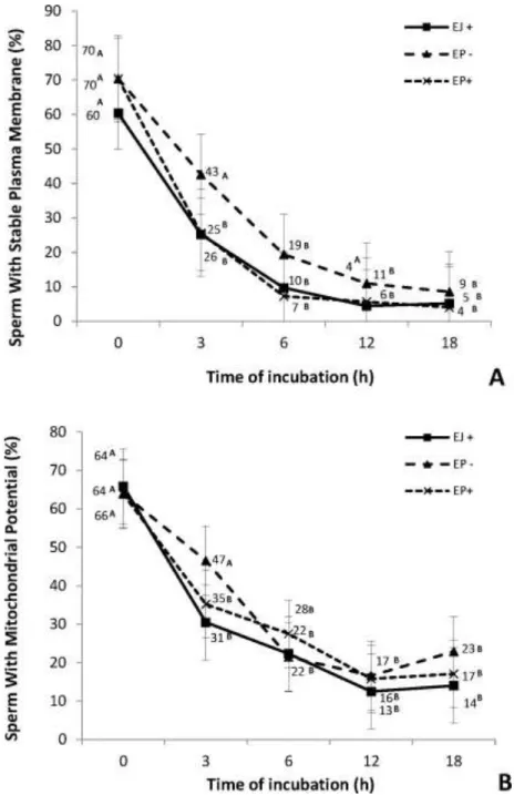 Fig 3. Percentage of cells with stable plasma membrane (A) and potential mitochondrial (B)  at different time points of ejaculated (EJ) and epididymal (EP) sperm cultured in fertilization  medium in the presence (EP+) or absence of heparin in (EP-)