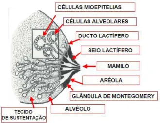 Figura  2  -  Anatomia  da  mama  aprofundada,  retirado  de  http://oncomastologia.com.br/noticias/a-mama 