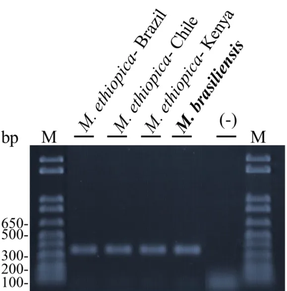 Figura  2:  Padrão  de  amplificação  de  SCAR-PCR  para  populações  de  M.  ethiopica  e  M