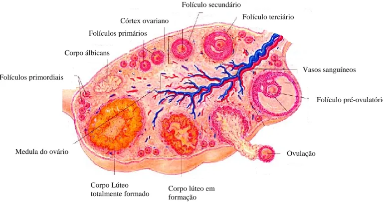 Figura 1. Figura esquemática mostrando os diferentes estágios de desenvolvimento dos folículos ovarianos distribuídos no córtex do ovário