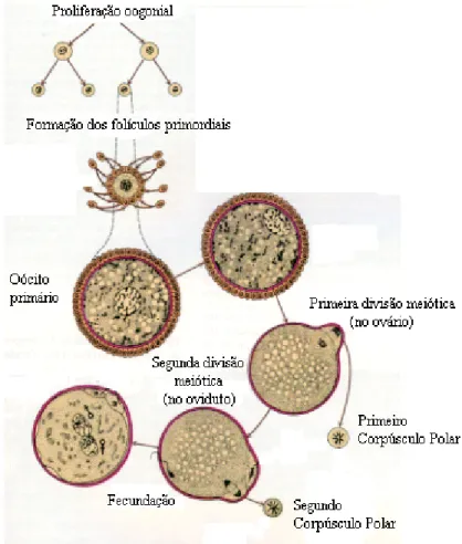 Figura 2 Desenho esquemático mostrando as principais etapas da ovogênese. Fonte: