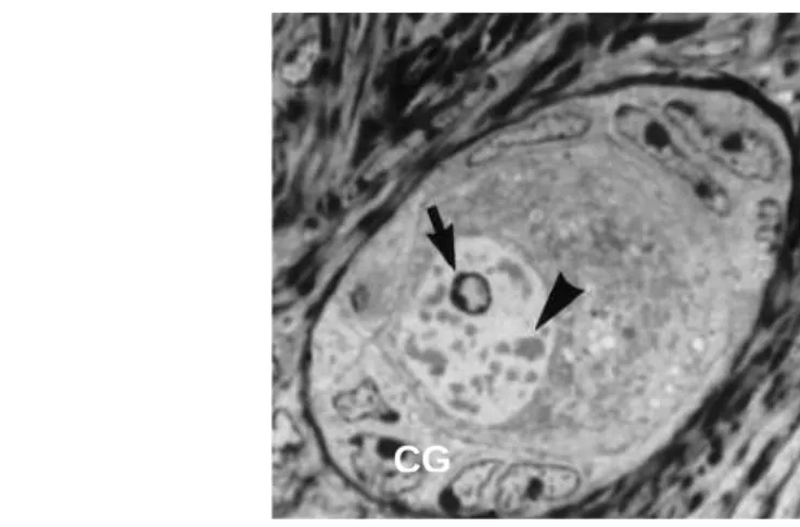 Figura 3. Microscopia de luz de folículo primordial bovino com uma camada de células da granulosa de formato pavimentoso ao redor do ovócito
