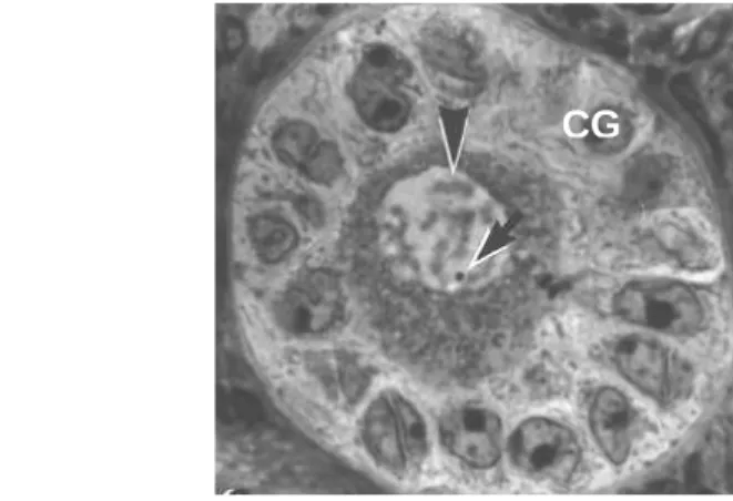 Figura 4. Microscopia de luz de folículo primário bovino com uma camada de células da granulosa de formato cubóide ao redor do ovócito