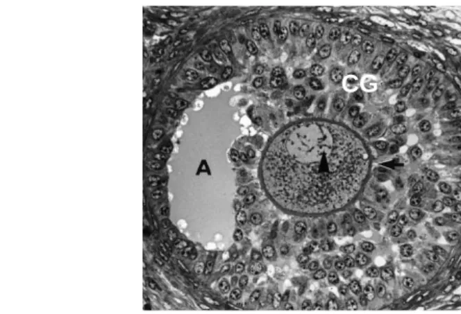 Figura 6. Microscopia de luz de folículo antral bovino com várias camadas de células da granulosa de formato cubóide ao redor do ovócito e a presença do antro (A).