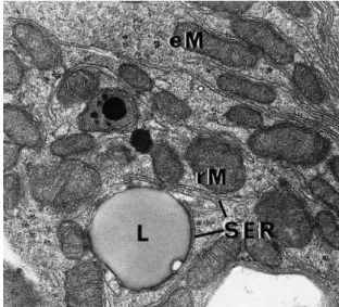 Figura 8. Ultramicrografia de folículo primordial de ovelha selvagem. Detalhe da interação entre gota lipídica (l), mitocôndria (m) e retículo endoplasmático liso (ser).