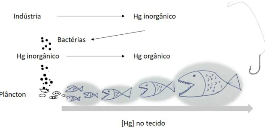 Figura 4. Esquematização do fenómeno de biomagnificação.