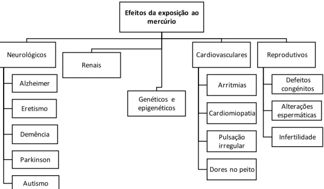 Figura 6. Esquema dos efeitos provocados pela exposição ao mercúrio na saúde humana. Adaptado de Kim  et al