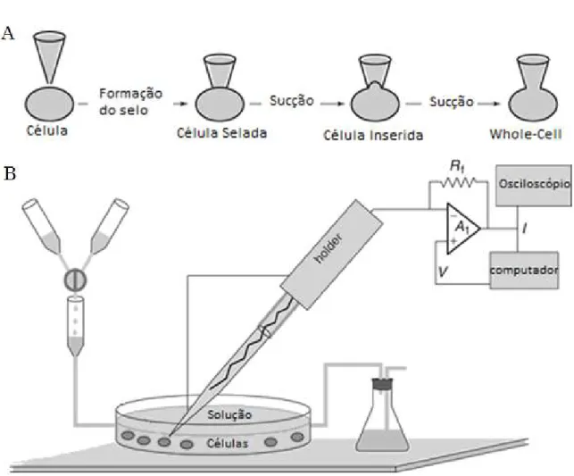 Figura 7 Desenho esquemático do sistema de “Patch Clamp” (A) configuração “Whole Cell”; (B) 