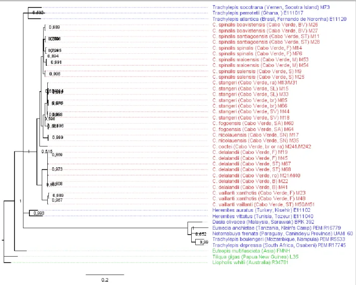 Figure  3.1. Phylogenetic tree obtained in the BI analysis using external outgroups for the combined set with all the  genes for Chioninia