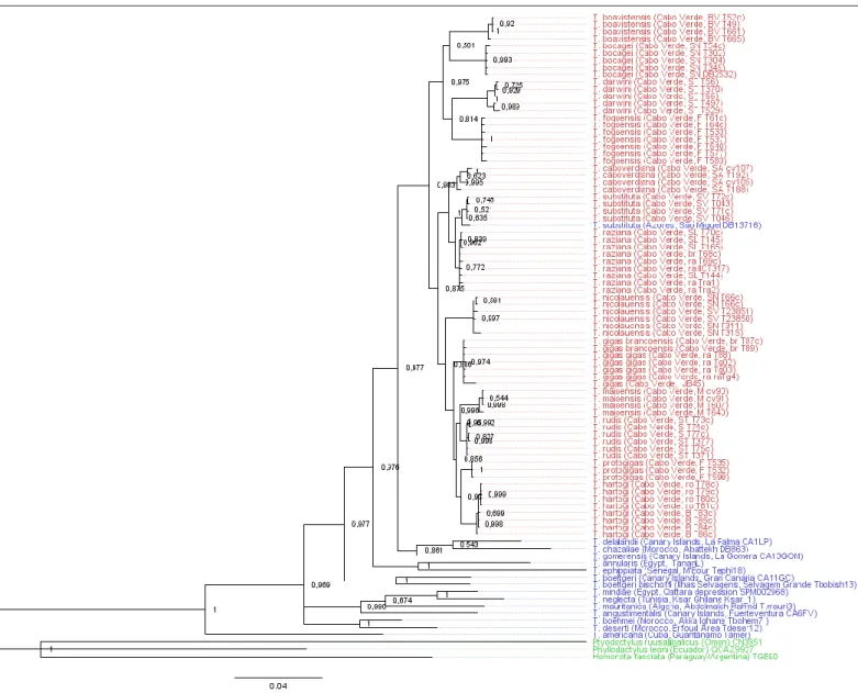 Figure  3.3. Phylogenetic tree obtained in the BI analysis using external outgroups for the combined set with all the genes for  Tarentola