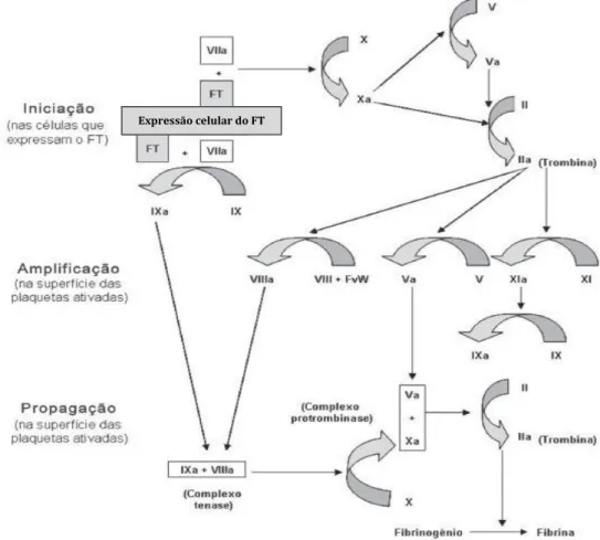 Figura 3 –  Representação das fases de iniciação, amplificação e propagação do modelo da coagulação  baseado em superfícies celulares