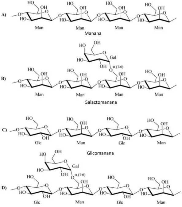 Figura  3.  Estrutura  das  diferentes  formas  de  mananas.  A)  Manana  linear;  B)  Galactomanana;  C)  Glicomanana; D) Galactoglicomanana