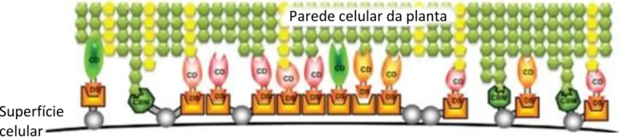 Figura  7.  Representação  esquemática  do  celulossoma.  Abreviações:  CBM,  modulo  de  ligação  ao  carboidrato; CD, domínio catalítico; DS, domínio “dockerin” ou domínio de peptídeo repetido (TAMARU,  et al., 2010)