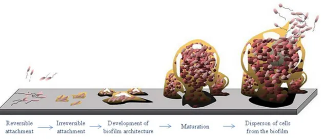 Figure 2.1 Life and times of a biofilm (adapted from Monroe (2007)). 