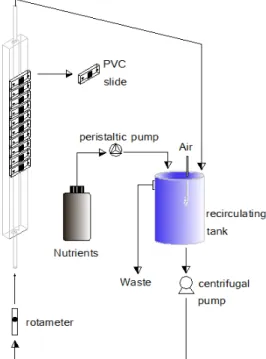 Figure 3.1 Schematic representation of the biofilm producing system. 