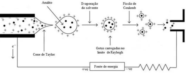 Figura 4 – Representação esquemática do processo de ionização por Electrospray (ESI). 