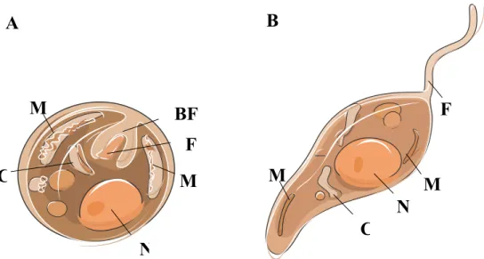 Figura  1:  Imagem  ilustrativa  da  estrutura  celular  da  forma  amastigota  (A)  e  promastigota  (B)  de  Leishmania