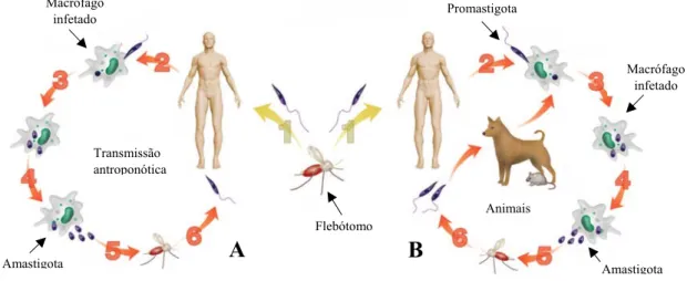 Figura 2: Ciclo de transmissão antroponótica e zoonótica de Leishmania. 