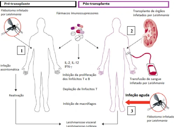 Figura 4: Modelo de leishmaniose em indivíduos transplantados. 