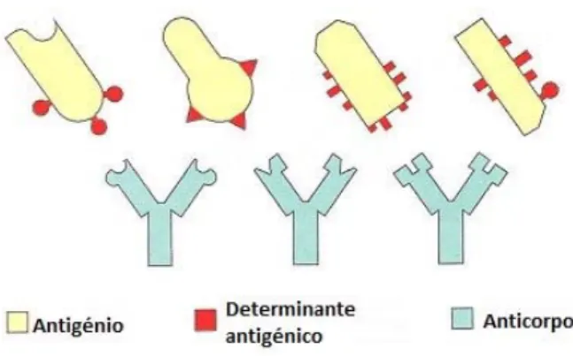 Figura 8: Imagem ilustrativa da interação anticorpo-antigénio. 