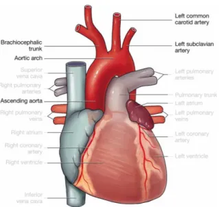 Figure 1 – The heart and its main vessels, with focus on the ascending aorta, the aortic arch, the  brachiocephalic trunk or innominate artery, IA, the left common carotid, LCCA, and the left 