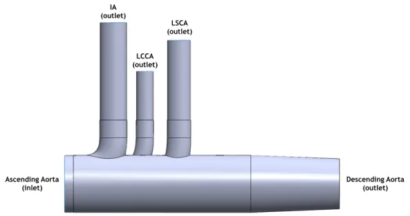 Figure 7 – Fluid domain. An artificially model of the aortic arch was selected as the fluid domain, 
