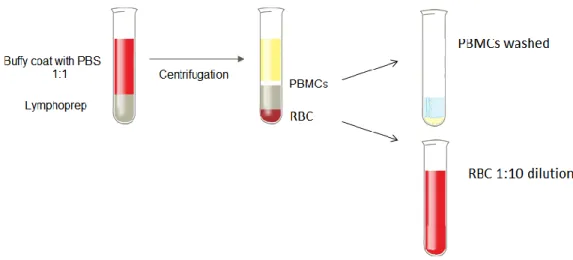 Figure 1. Diagrammatic representation of the process of isolation of PBMC and RBC from blood samples  described above (BC and PB)