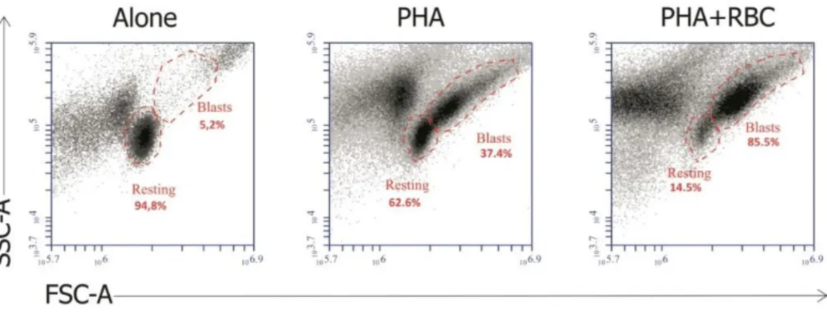 Figure 5. The presence of RBC in cultures of PBMC activated with PHA increases T cell growth