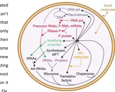Fig. 1 – A minimal cell containing biological macromolecules and  pathways proposed to be necessary and sufficient for replication  from small molecule nutrients (Forster &amp; Church, 2006b)