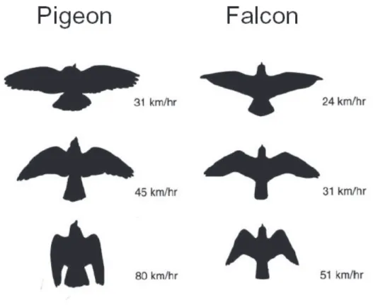 Figure 1-1: Depiction of how birds adapt their wing geometry for different flight regimes.