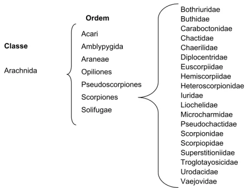 Figura 1. Classe, Ordem e Famílias de escorpiões, em ordem alfabética. 